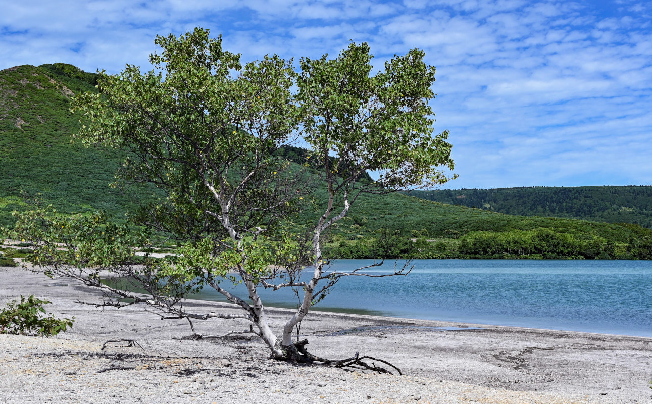 Image of Betula platyphylla specimen.