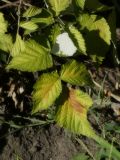 Rubus idaeus