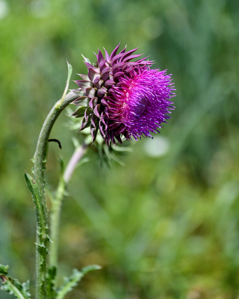Image of Carduus thoermeri specimen.