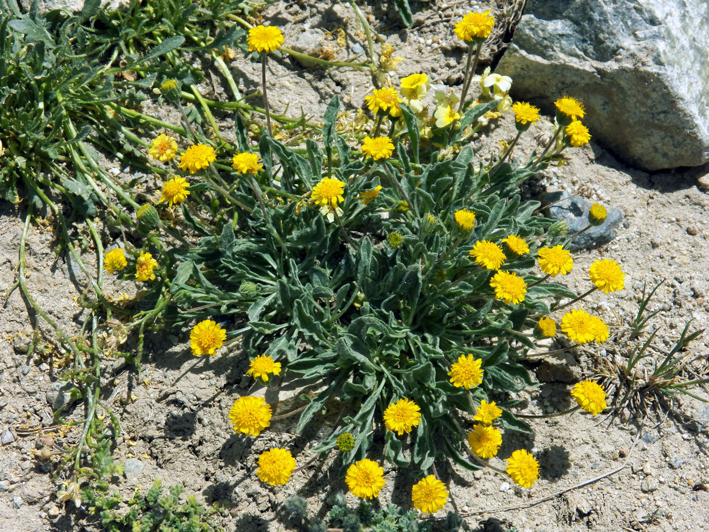 Image of Erigeron cabulicus specimen.