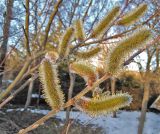 Salix gracilistyla