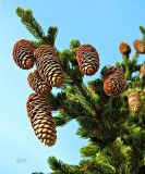 Picea abies. Верхушка веточки с шишками. Германия, Бавария, округ Верхняя Бавария, г. Бад-Тёльц. Декабрь.