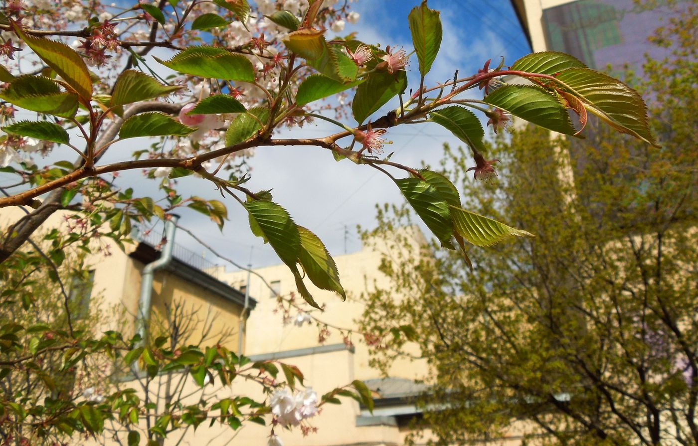 Image of Prunus serrulata specimen.