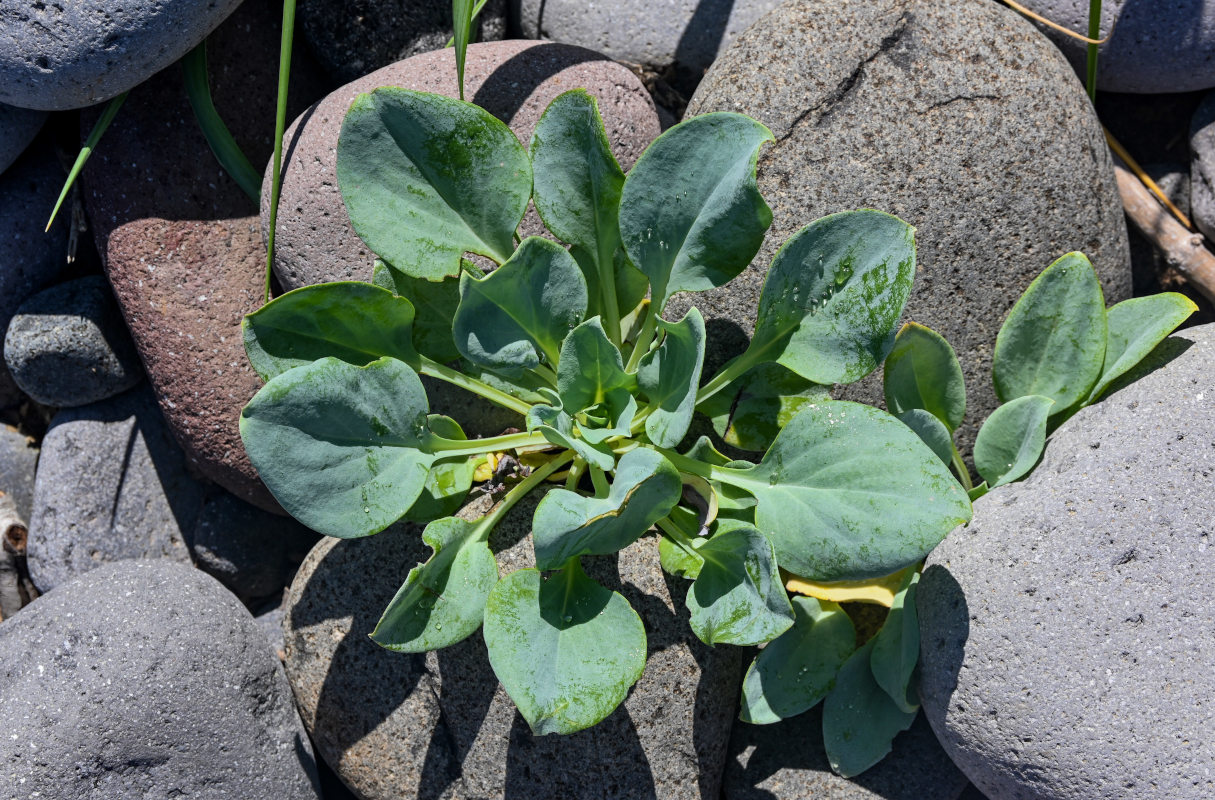 Изображение особи Mertensia maritima.