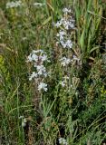 Silene viscosa