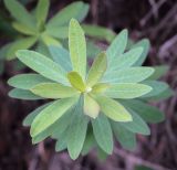 Euphorbia korshinskyi. Верхушка побега. Пермский край, Кунгурский р-н, правый берег р. Сылва, окр. ур. Камень Ермак, крутой склон в основании скального выступа. 11.06.2023.