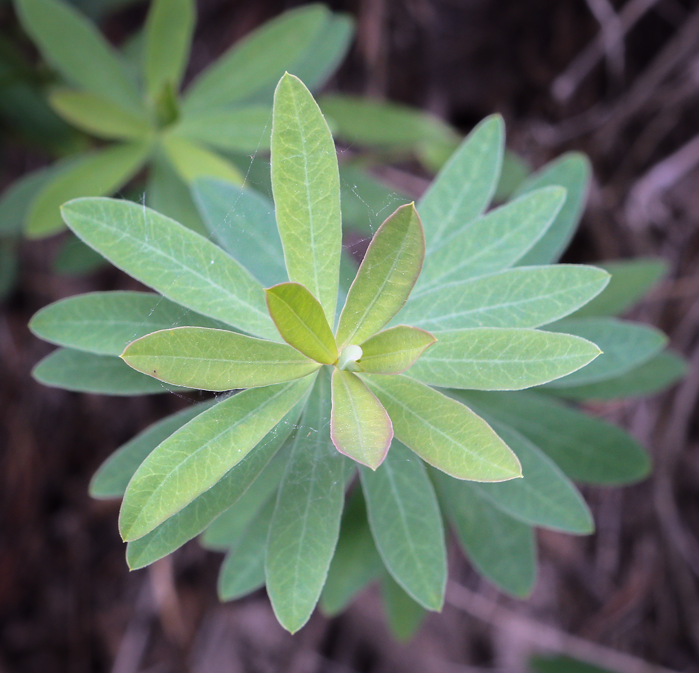 Изображение особи Euphorbia korshinskyi.