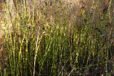 Equisetum fluviatile