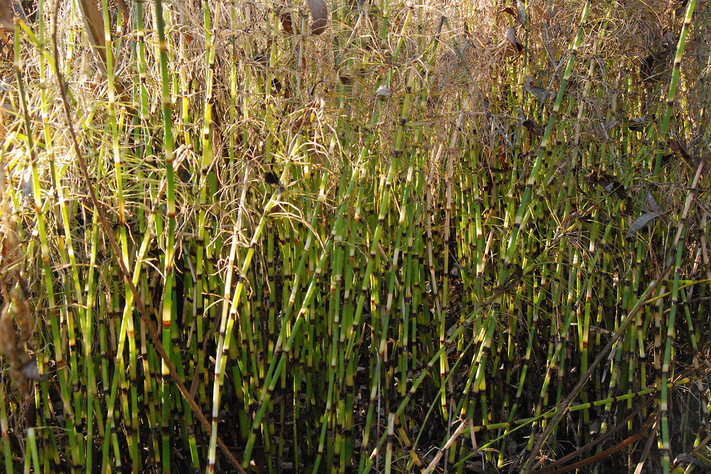 Изображение особи Equisetum fluviatile.