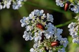 Astrodaucus orientalis. Часть соцветия с кормящимися жуками. Армения, обл. Гегаркуник, берег оз. Севан, окр. с. Норашен, ≈ 1900 м н.у.м., каменистый участок лугового склона. 21.06.2022.