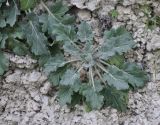 Hyoscyamus albus
