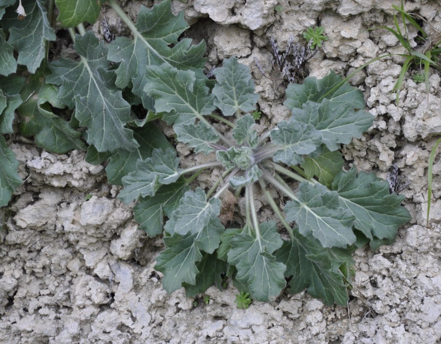 Image of Hyoscyamus albus specimen.