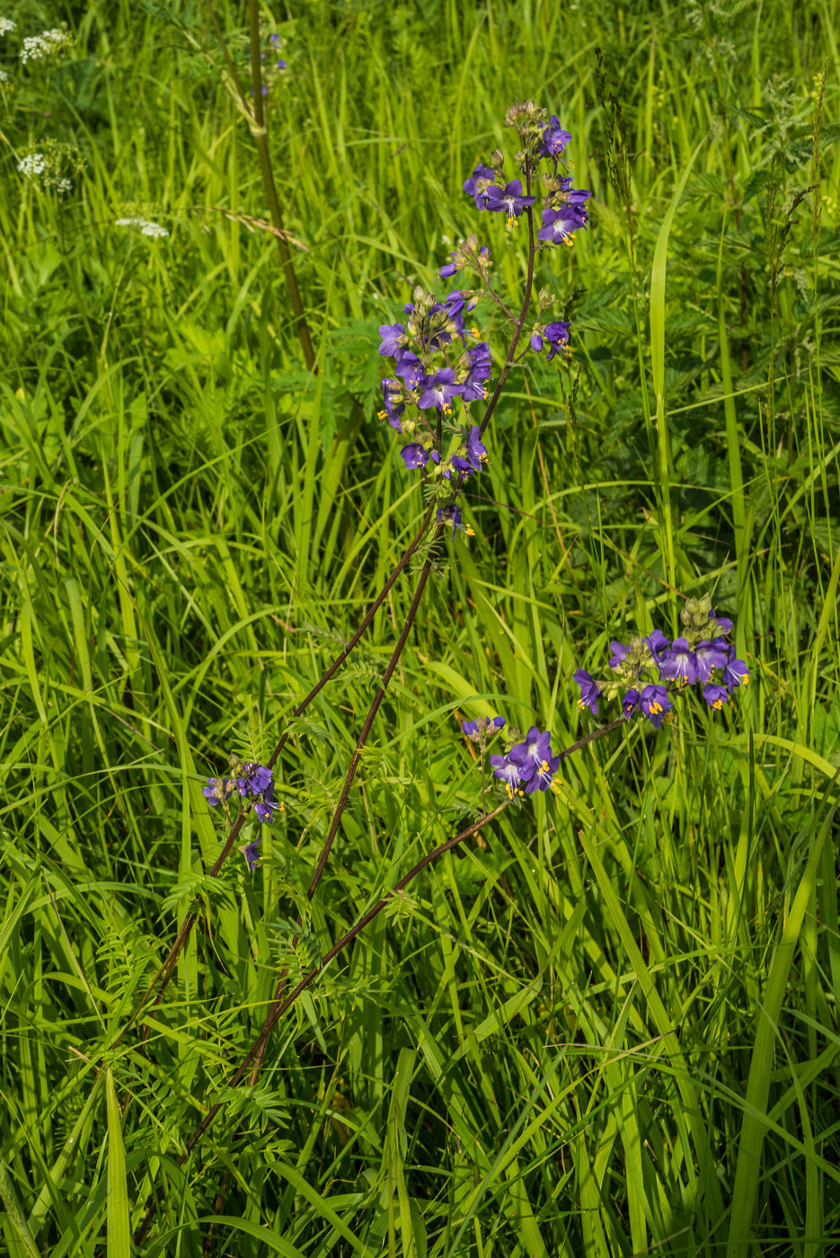 Изображение особи Polemonium caeruleum.