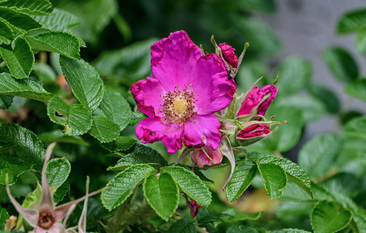 Image of Rosa rugosa specimen.