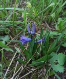 Hyacinthus orientalis