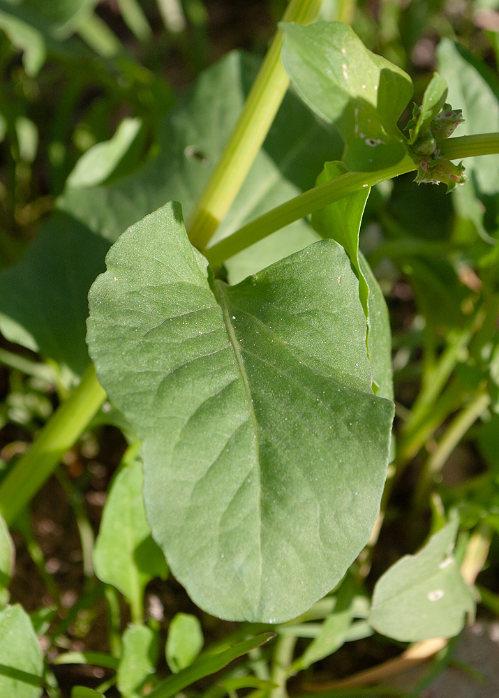 Изображение особи Rumex spinosus.