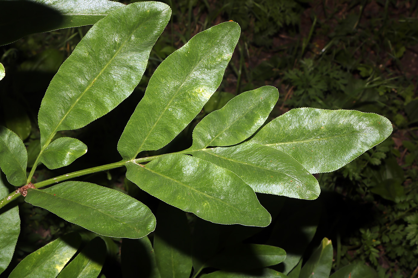 Image of Ferula tadshikorum specimen.