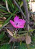 Dianthus caucaseus. Цветок и плод. Краснодарский край, г/о Сочи, Адлерский р-н, ущ. Ахцу, дорога вдоль отвесной скалы. 12.11.2021.