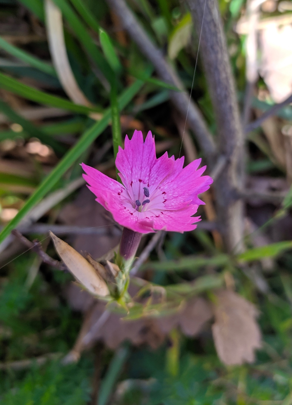 Image of Dianthus caucaseus specimen.