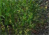 Juncus compressus