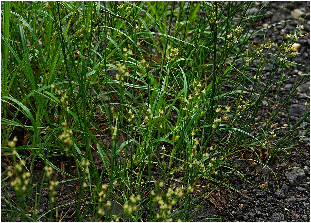 Image of Juncus compressus specimen.