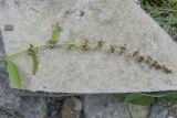 Rumex conglomeratus. Соплодие. Краснодарский край, Крымский р-н, окр. станицы Неберджаевская, ур. Темрючки, дубово-грабовый лес, у лесного ручья. 27.06.2024.