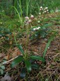 Chimaphila umbellata