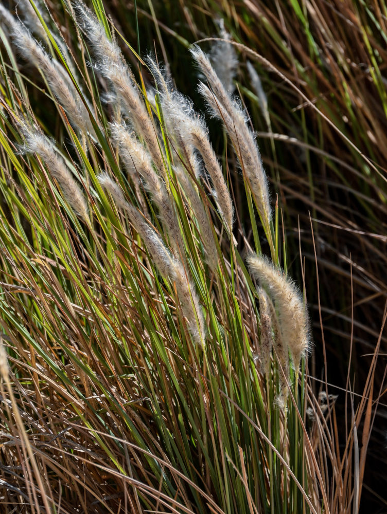 Image of Imperata cylindrica specimen.