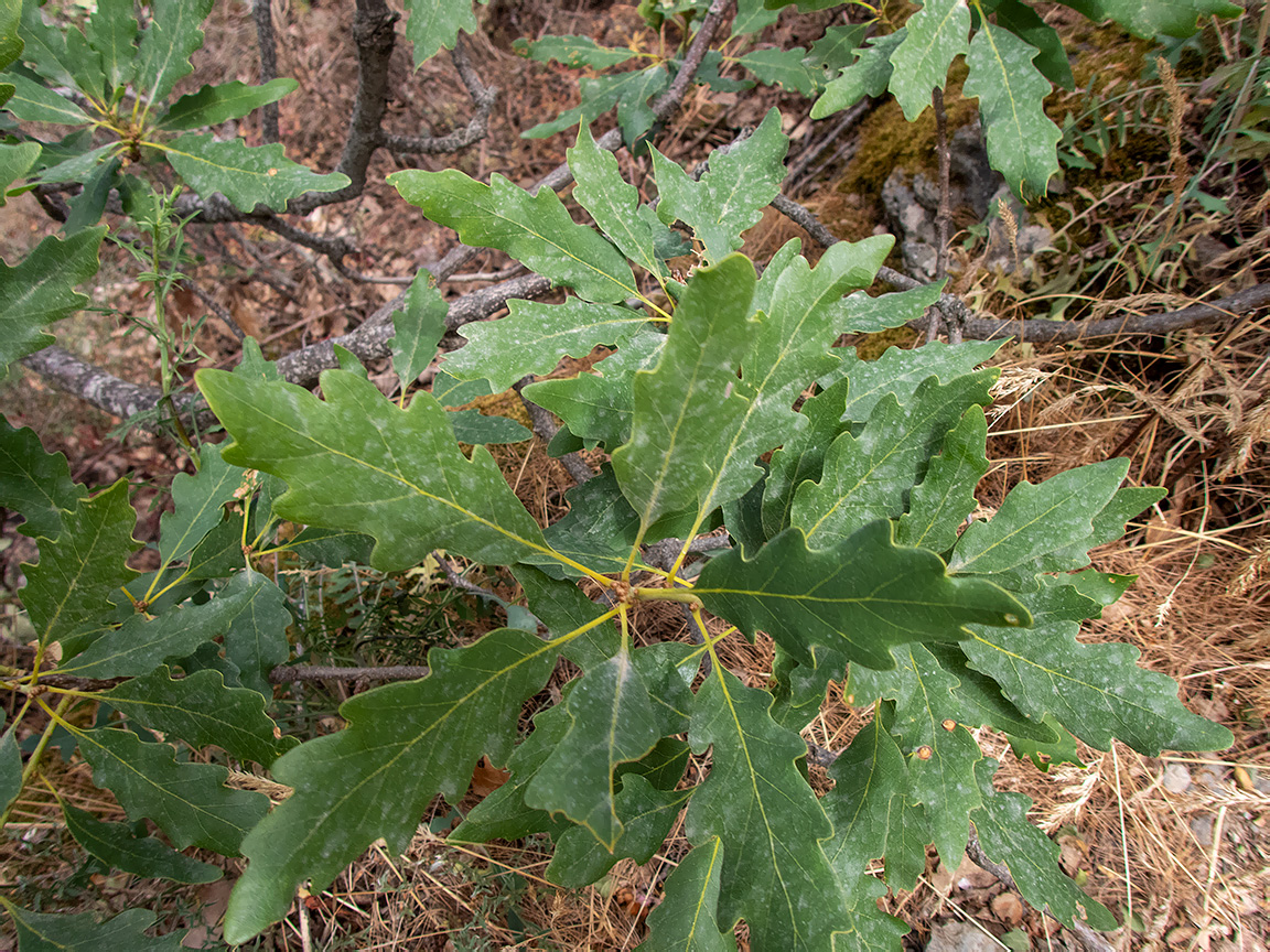 Image of Quercus pubescens specimen.