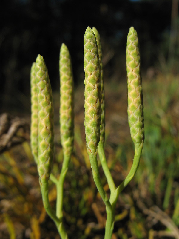 Image of Diphasiastrum tristachyum specimen.