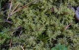 Hylocomium splendens. Веточки. Тверская обл., Конаковский р-н, долина р. Сестра, смешанный лес. 07.09.2024.