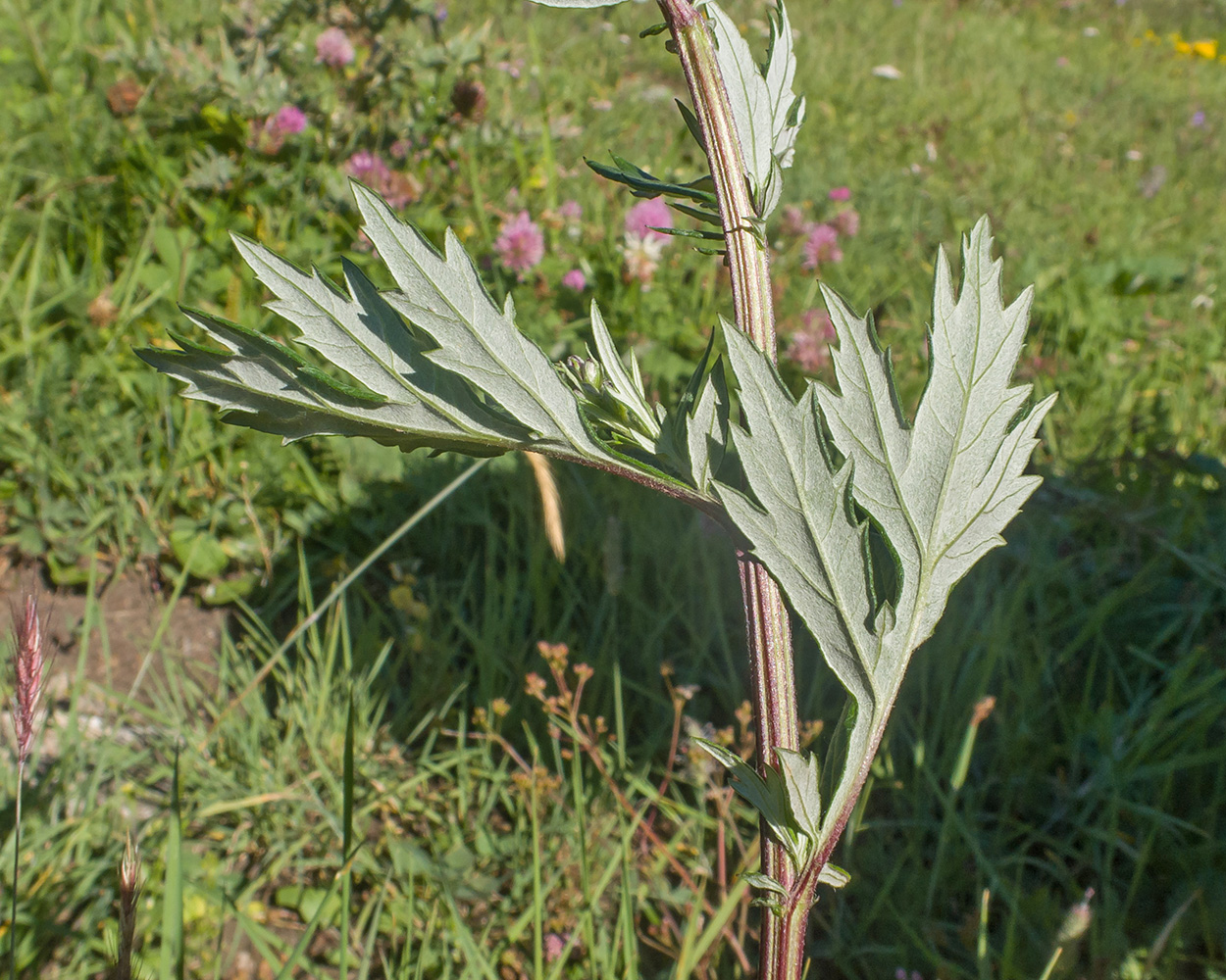 Image of Artemisia vulgaris specimen.