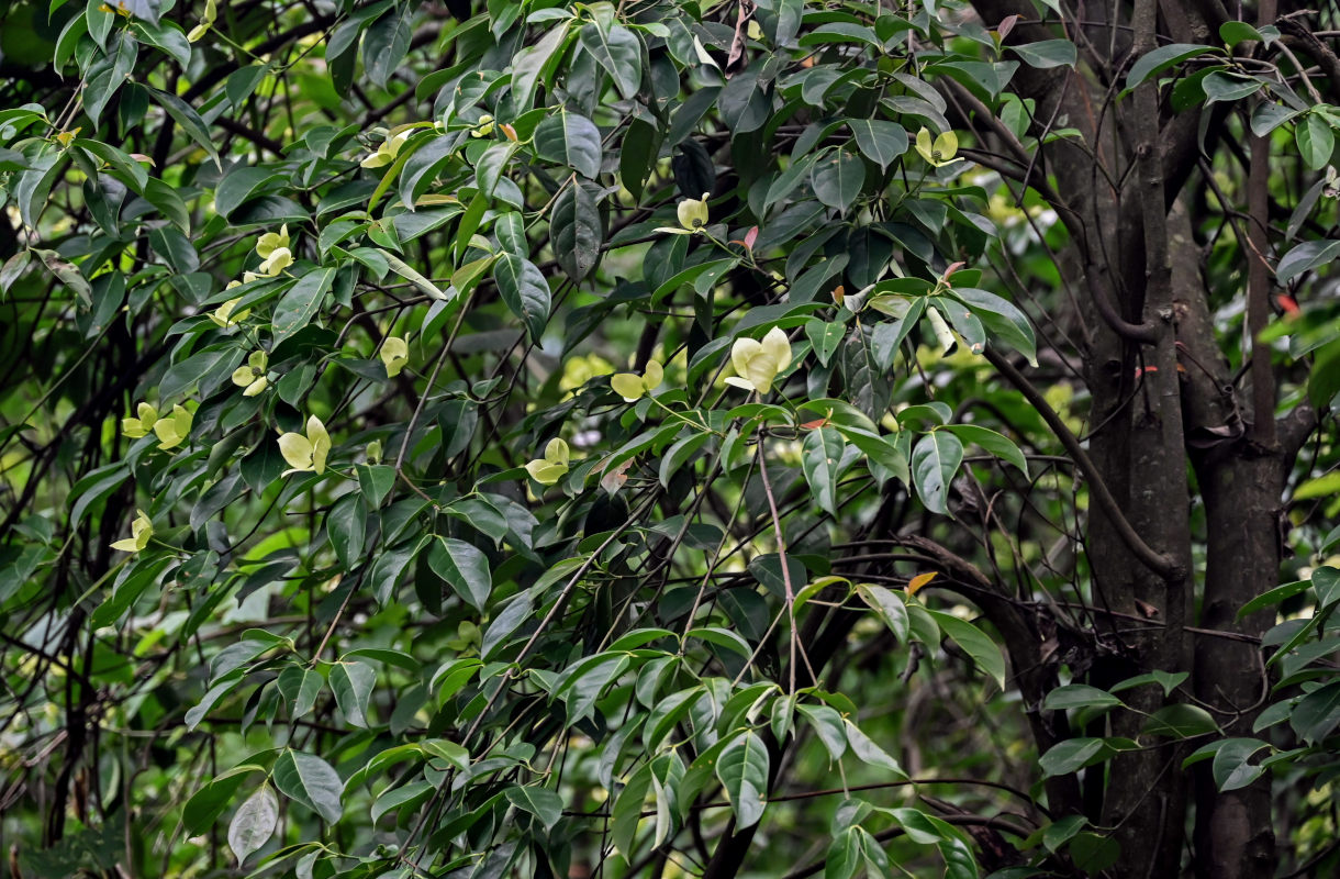 Изображение особи Cynoxylon capitatum.