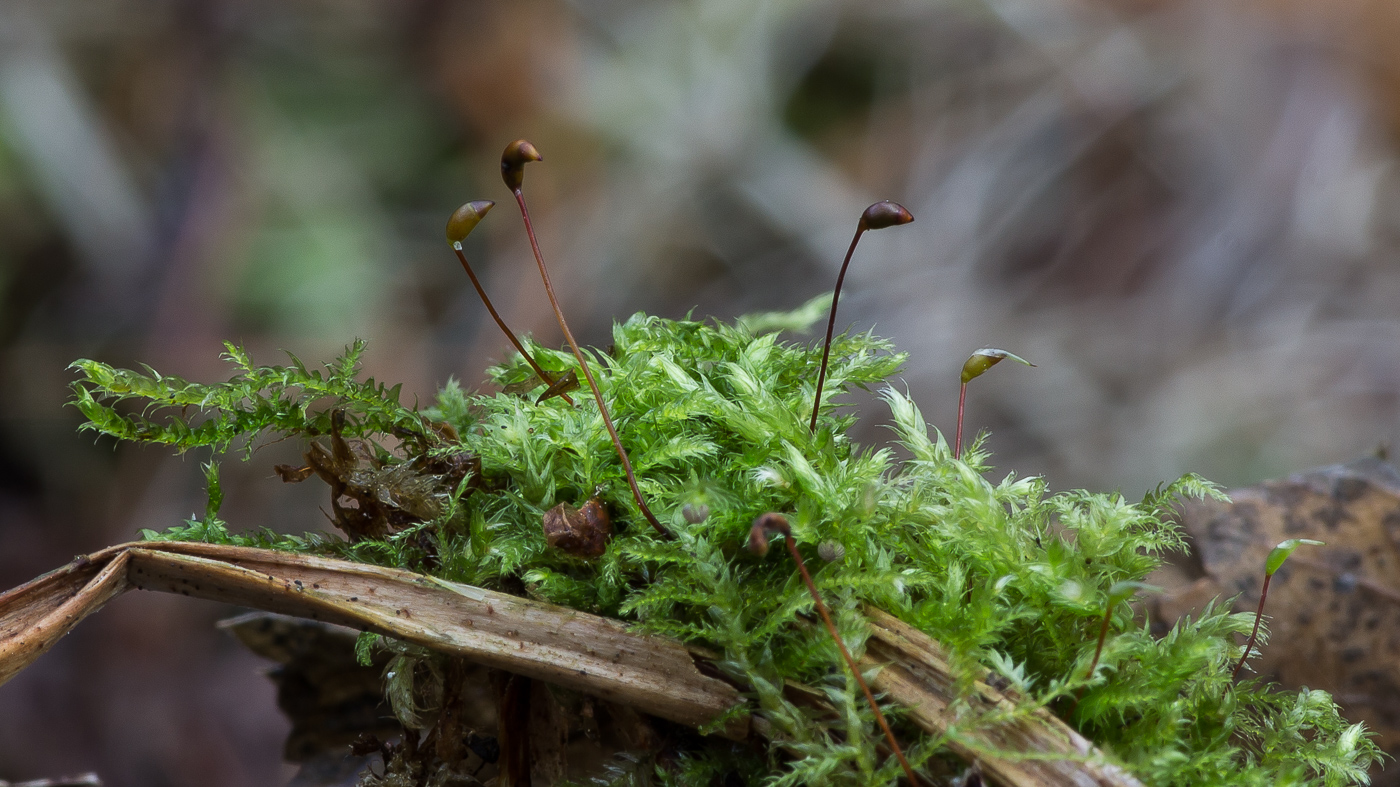 Изображение особи семейство Brachytheciaceae.