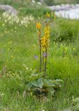 Ligularia subsagittata