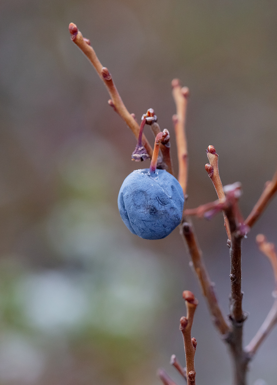 Image of Vaccinium uliginosum specimen.