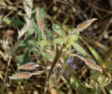 Erodium ciconium