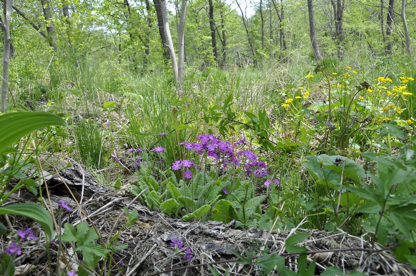 Image of Primula patens specimen.