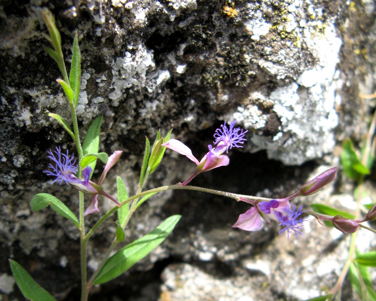 Image of Polygala sibirica specimen.