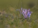 Iris tenuifolia. Цветущее растение. Забайкальский край, Ононский р-н, с. Ниж. Цасчей, степь. 19.05.2025.