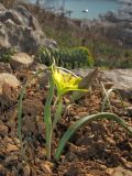 Gagea transversalis. Цветущее растение. Крым, Балаклава. 22 марта 2011 г.