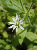Stellaria bungeana. Цветок. Хабаровский край, г. Комсомольск-на Амуре, правый берег р. Силинка. 22.05.2025.