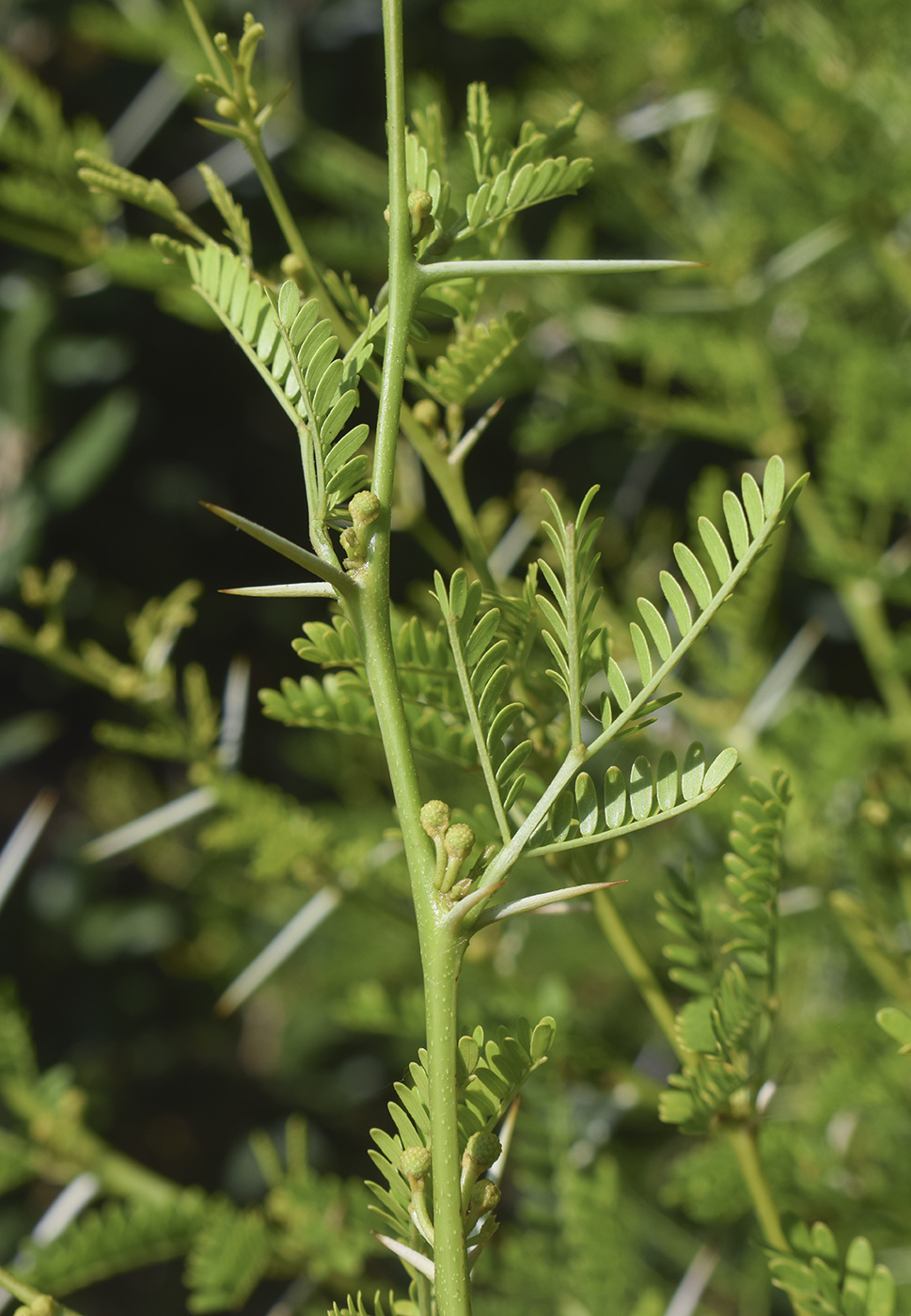 Image of Vachellia karroo specimen.