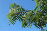 род Sorbus
