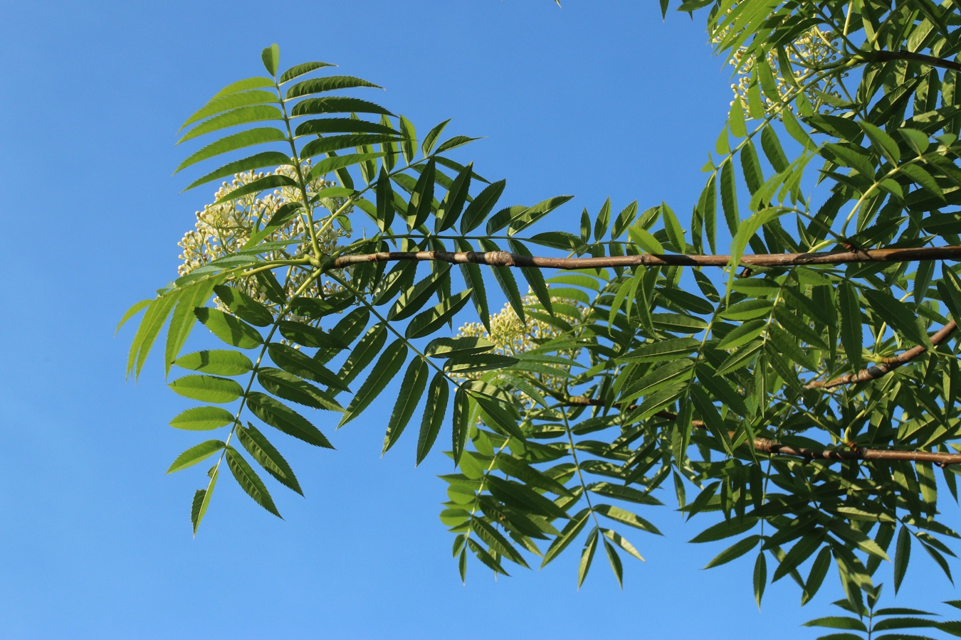 Изображение особи род Sorbus.
