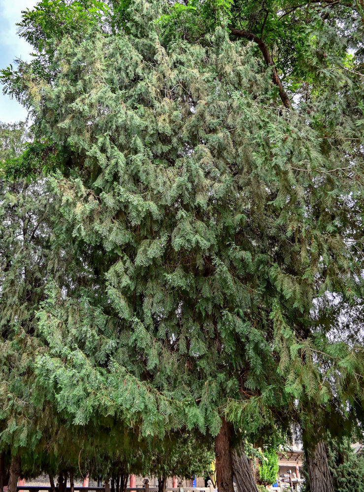 Image of Platycladus orientalis specimen.