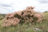 Cotinus coggygria. Плодоносящее растение. Крым, Симферопольский р-н, окр. с. Живописное, дол. р. Чуюнча, степной склон. 22 июня 2025 г.
