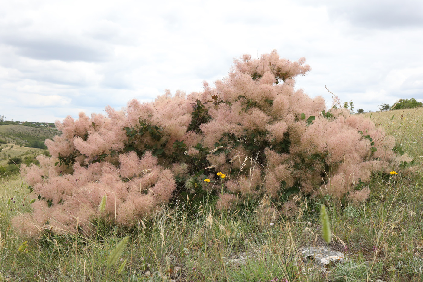 Image of Cotinus coggygria specimen.