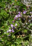 Astragalus tenuifolius. Верхушка побега с соцветием. Оренбургская обл., Саракташский р-н, Жёлтинский сельсовет, хр. Карамурунтау, каменистая степь. 29 мая 2024 г.