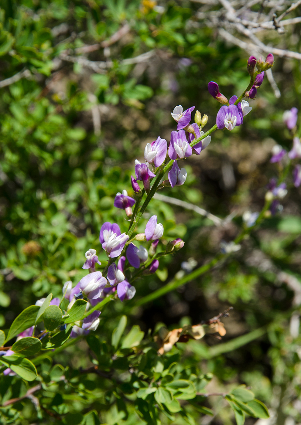 Image of Astragalus tenuifolius specimen.